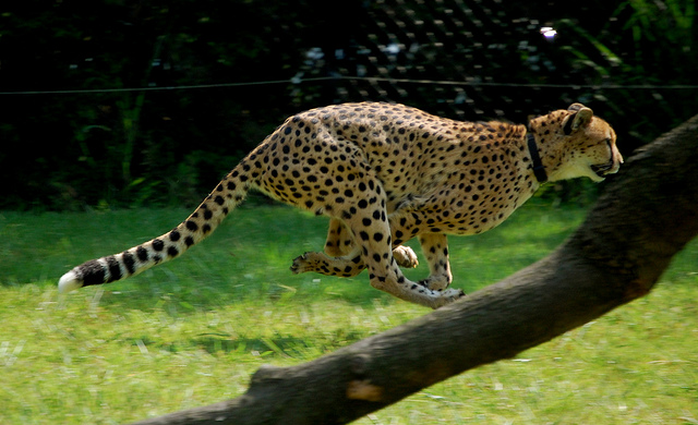 Why Some Animals Are Faster Than Others
