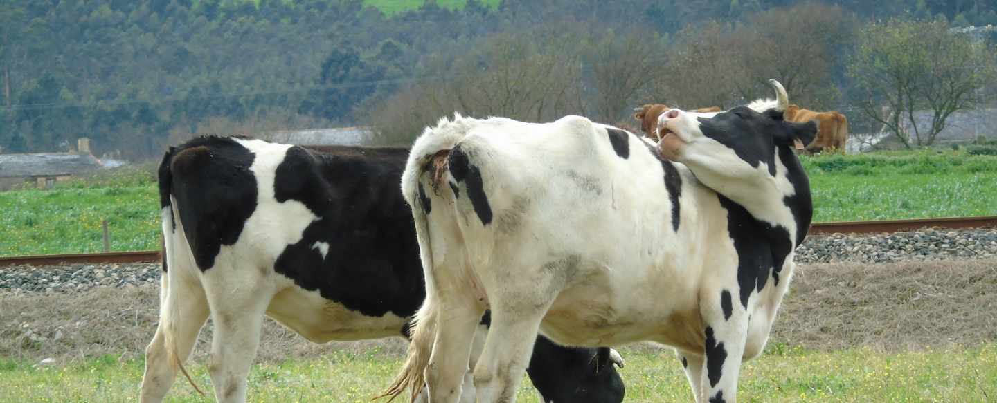 Cow Burps Are A Major Contributor to Climate Change  — Can Scientists Change That?