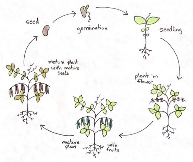 Life Cycles and Patterns