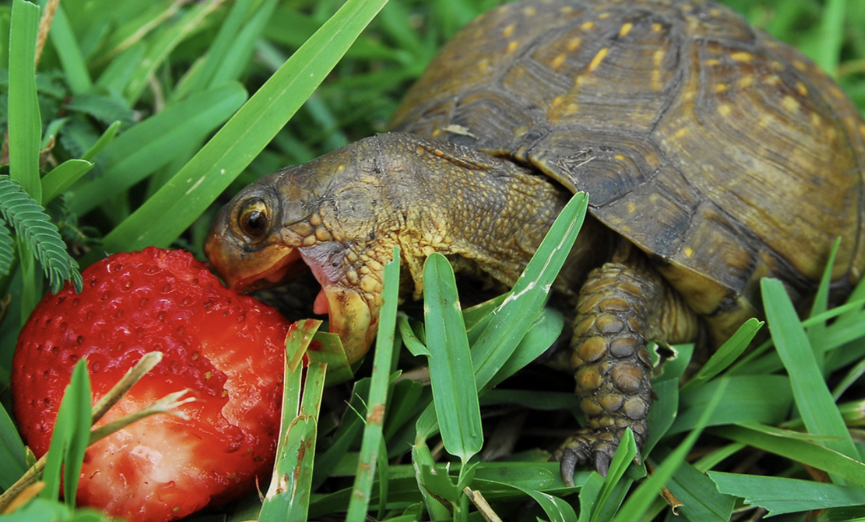 ANIMAL ADAPTIONS FOR GETTING AND CHOMPING FOOD
