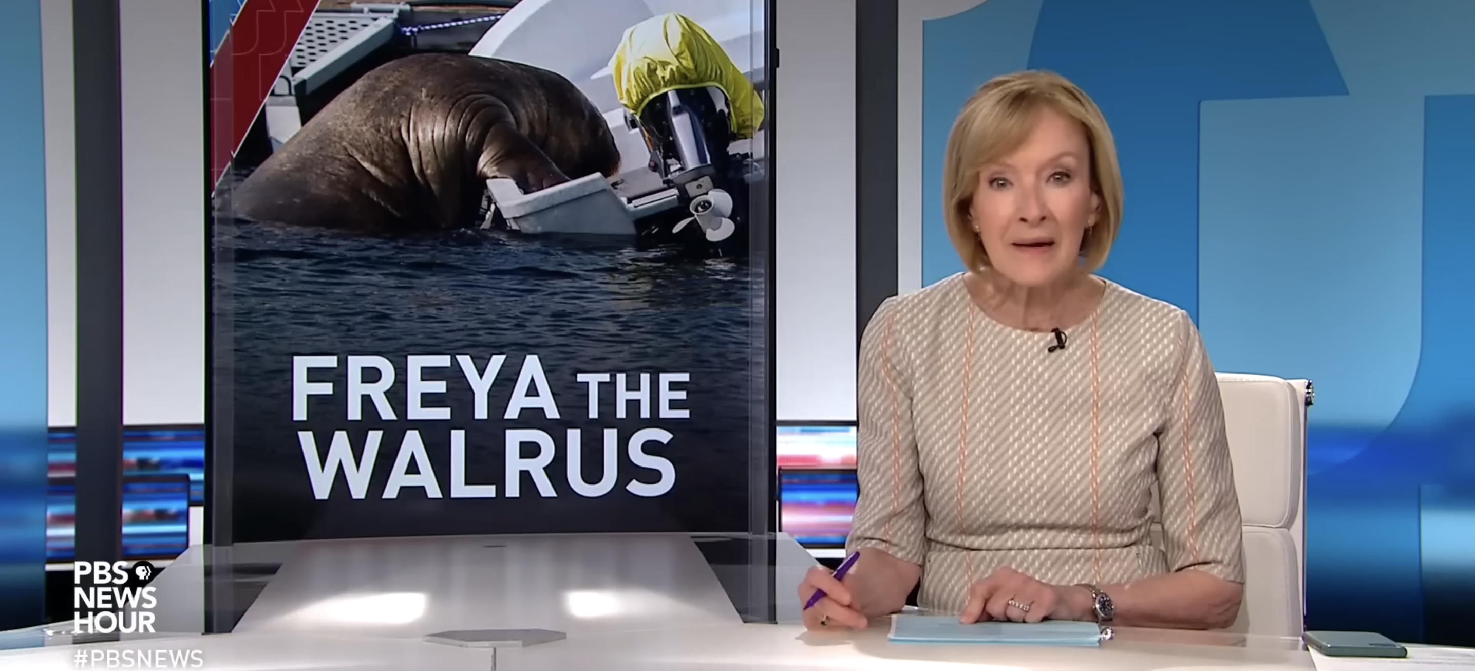 Freya the Walrus Becomes Internet Famous from Crushing Seafaring Vessels