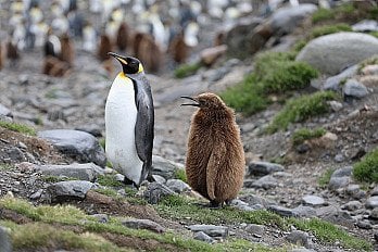 Animals & Climate Spanish Vocabulary Lesson