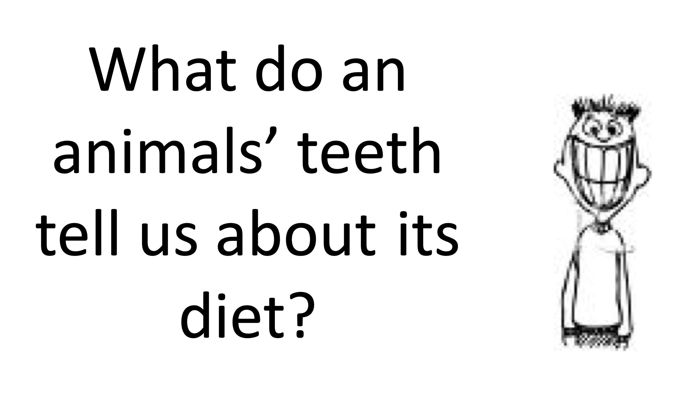 WHAT DO AN ANIMALS' TEETH TELL US AGOUT ITS DIET?