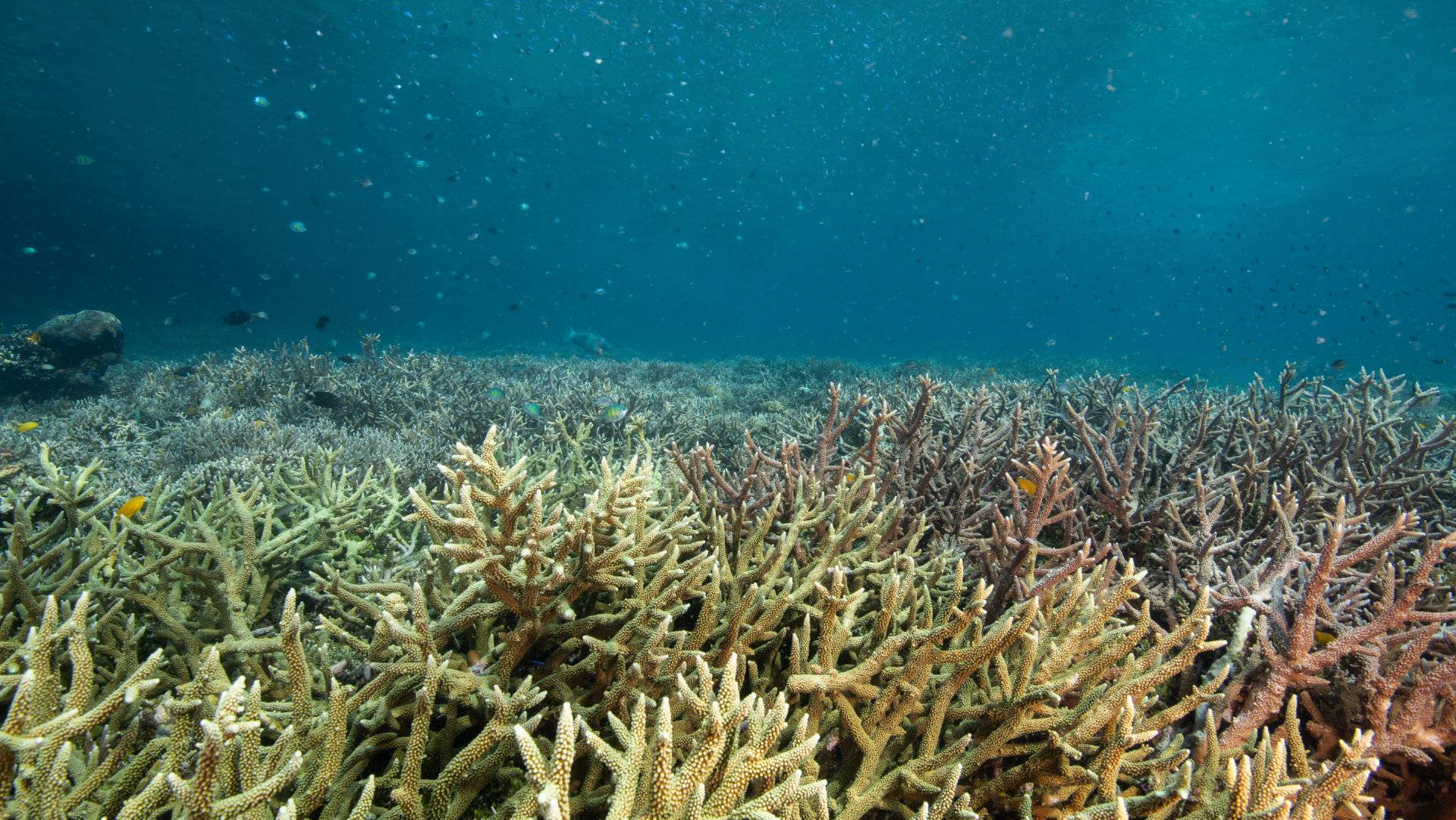 Create a poster celebrating a recovering species