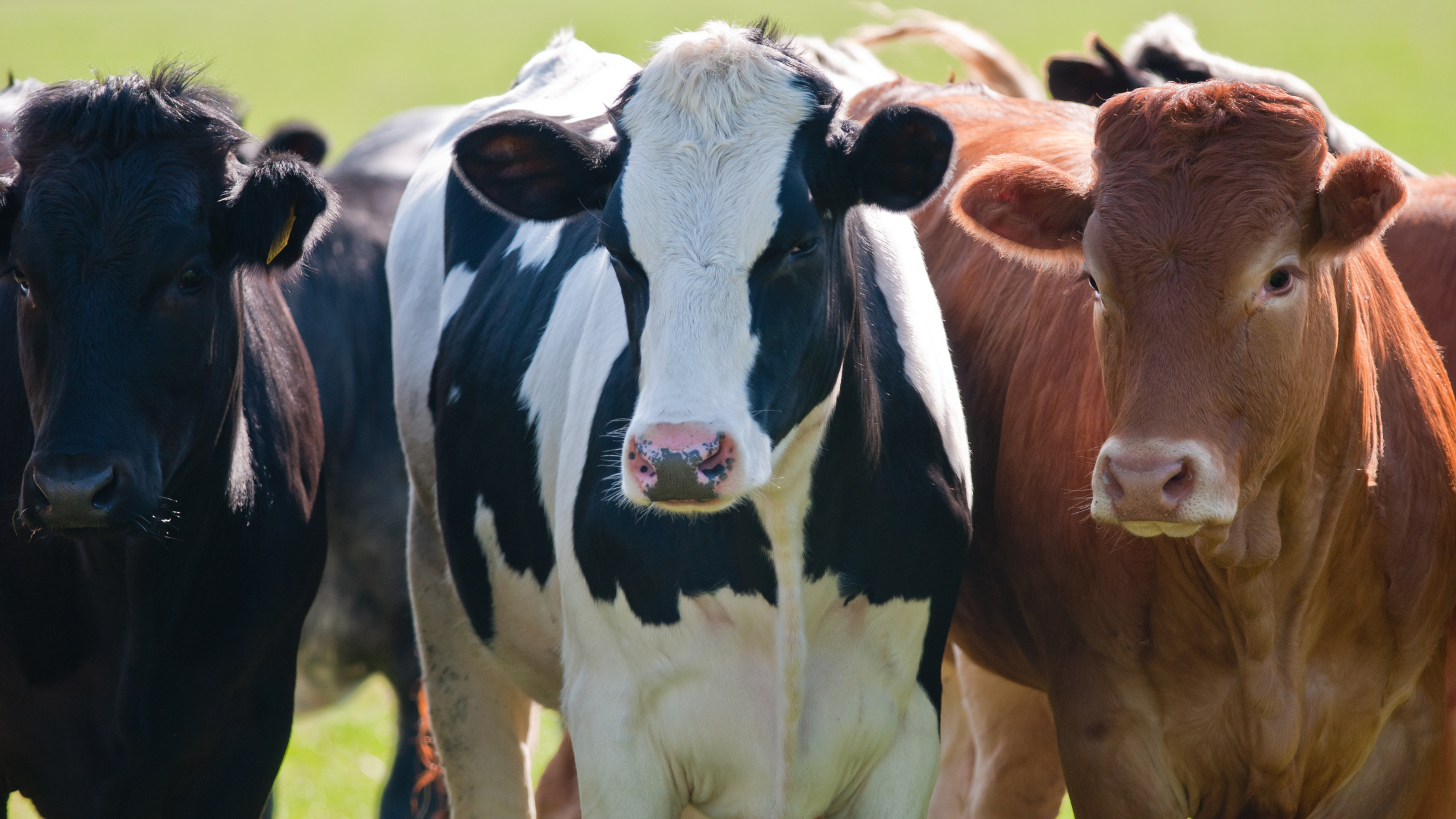 Climate Agriculture for Social Studies