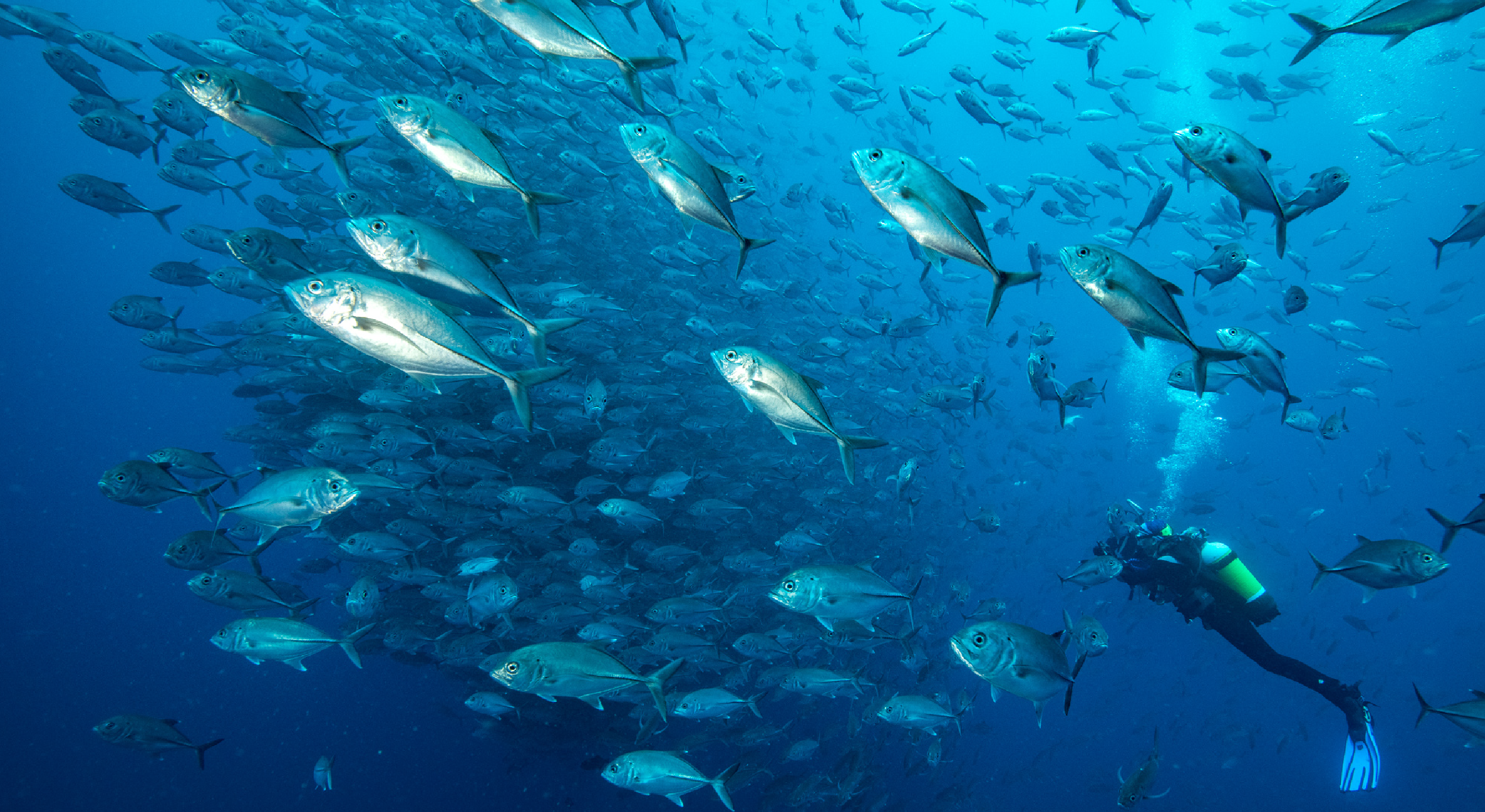 Exploring natural protected areas activity | Free | Distance learning