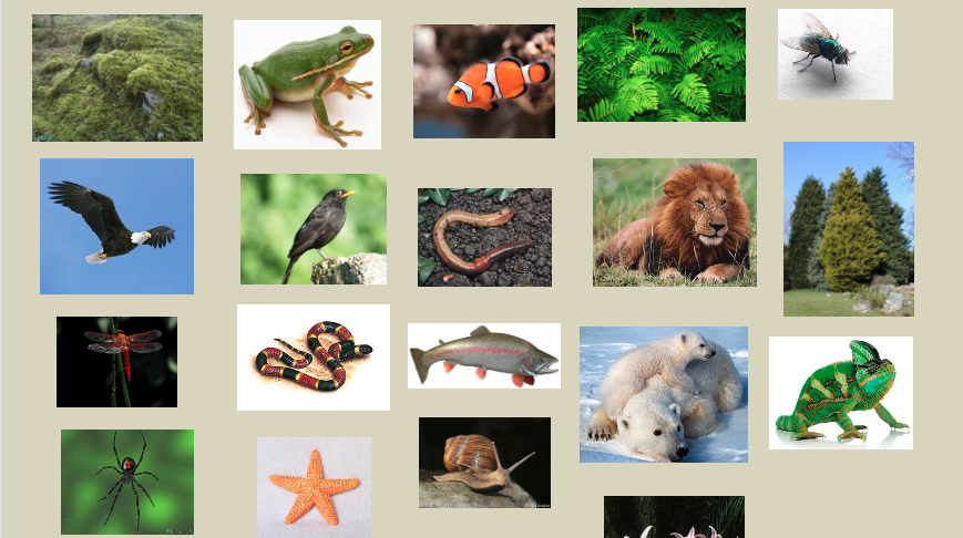 Animal Adaptations