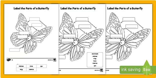 Label the Parts of the Butterfly Differentiated Activity for K-2nd Grade