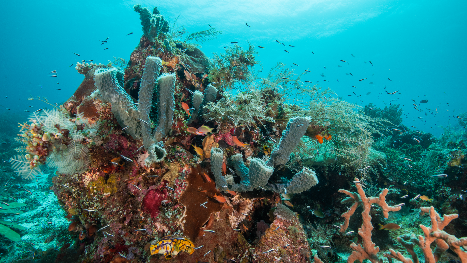 Species evolution history exercise