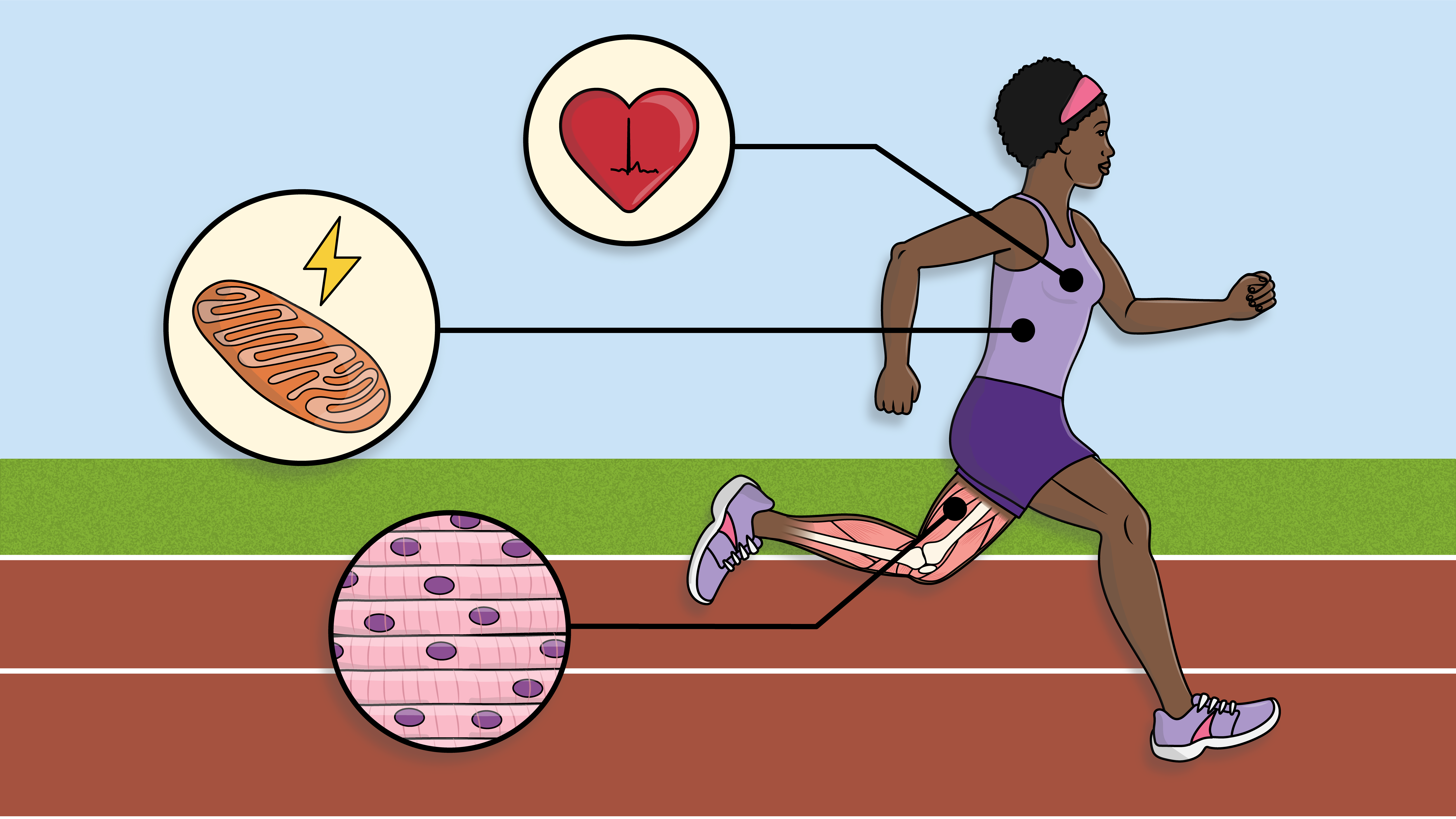 Do Cells, Tissues, And Organs Give Super Athletes An Edge?
