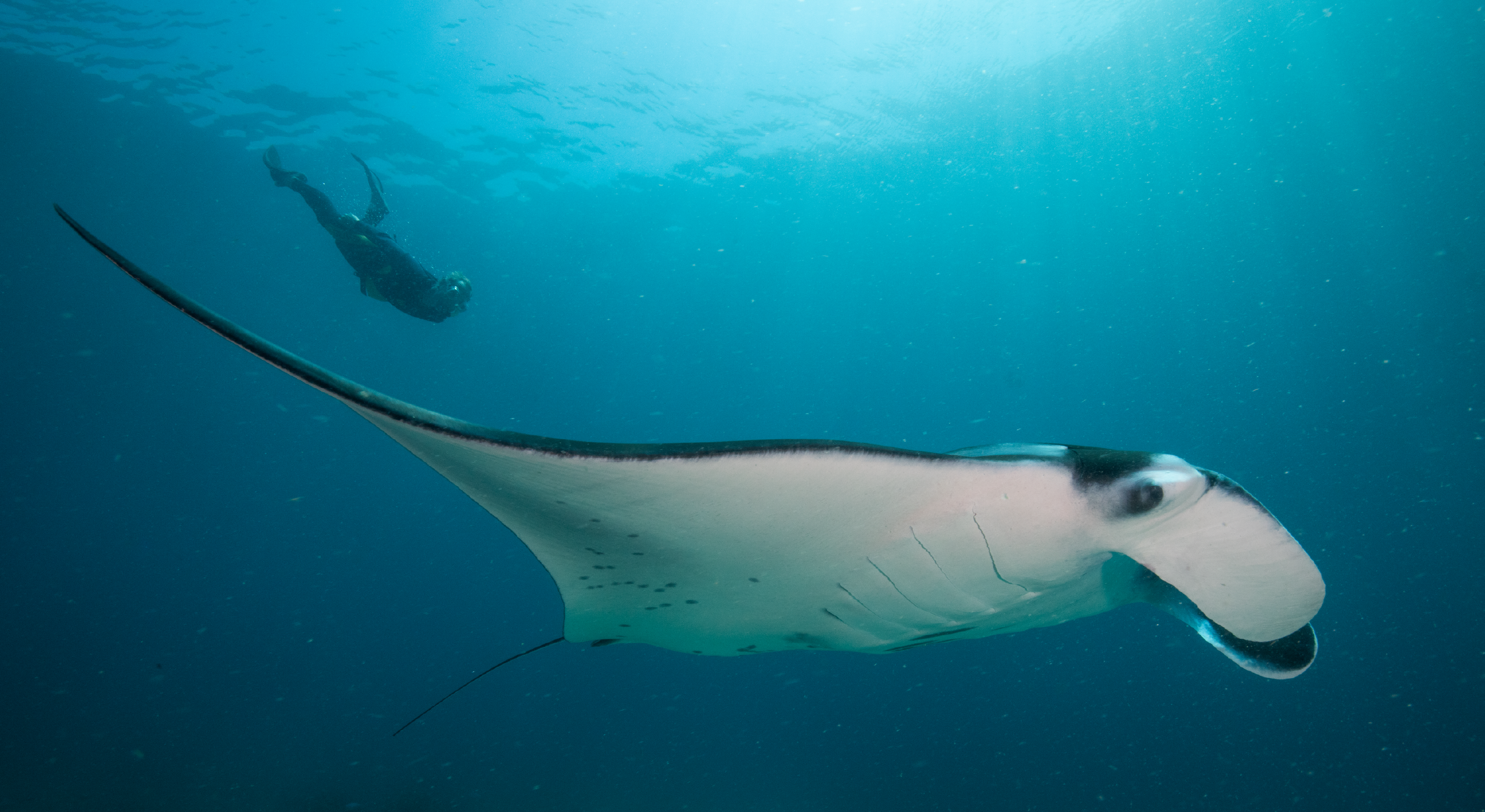 What is a conservation biologist? 