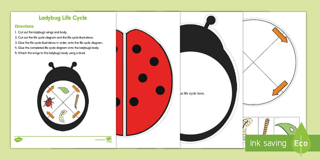 Ladybug Life Cycle Craft