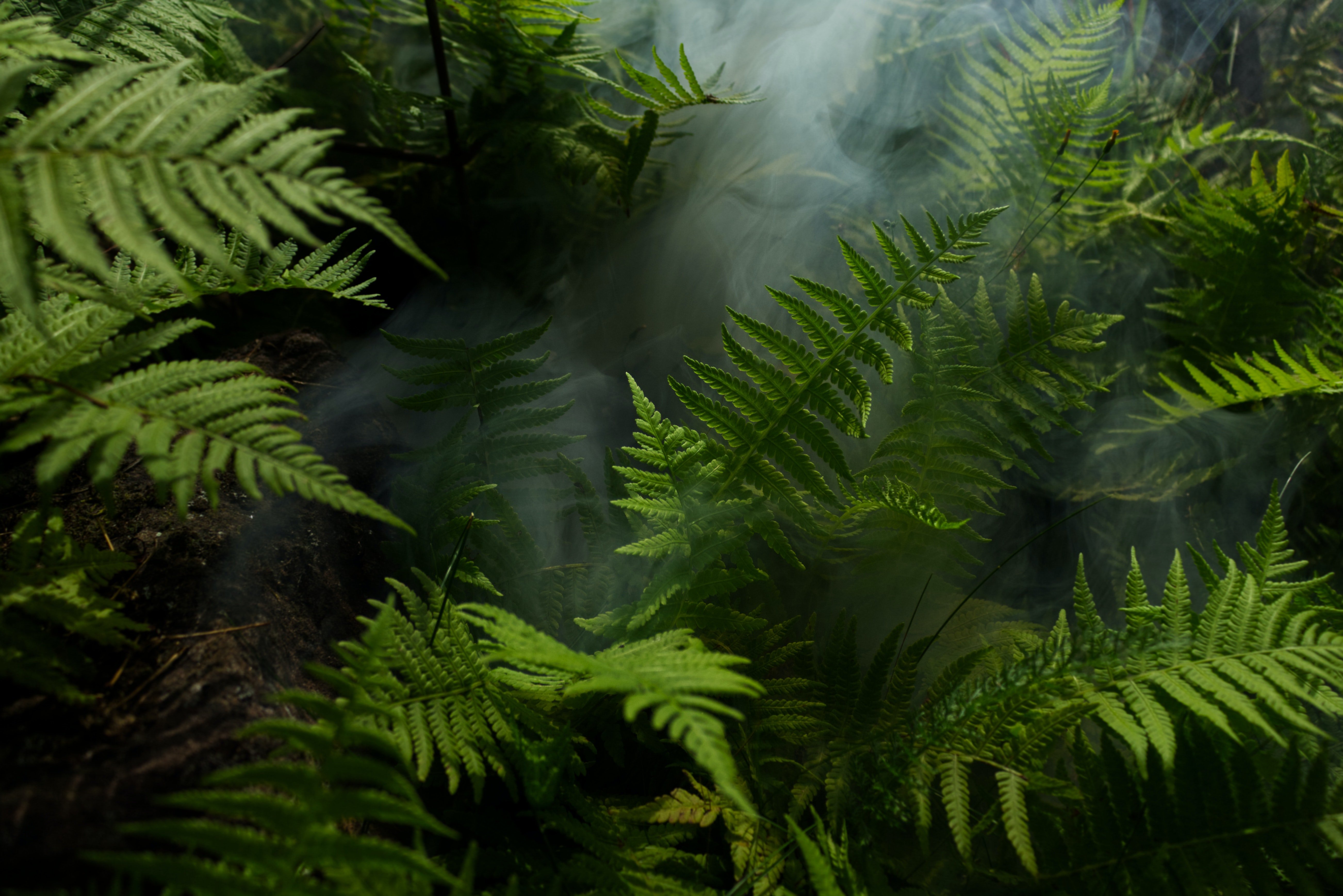 Rainforest Habitats