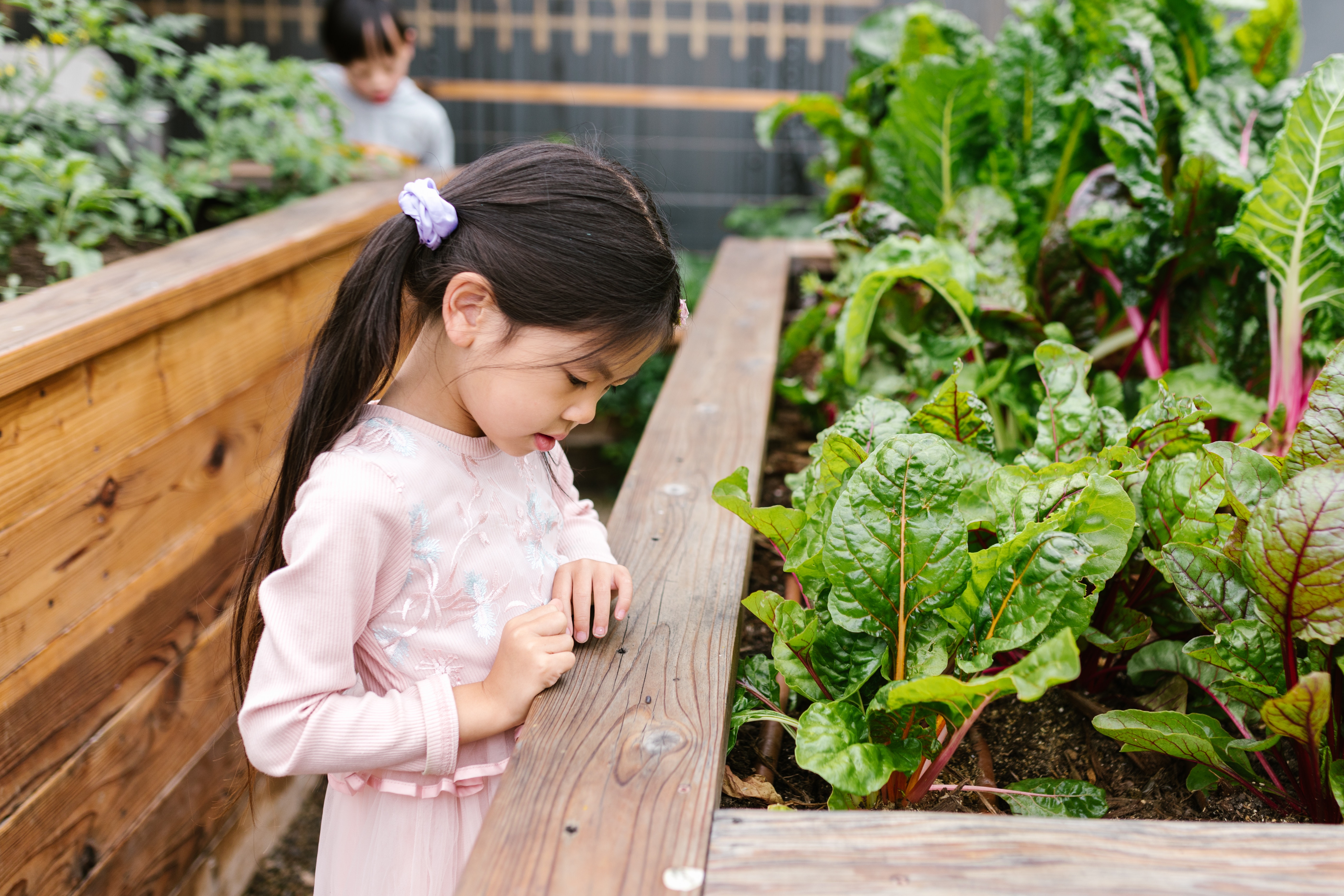 Introduction to Rainforests: Social Studies, Geography & ELA