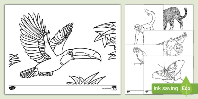 Rainforest Coloring Sheets