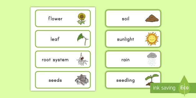 Plant Word Cards