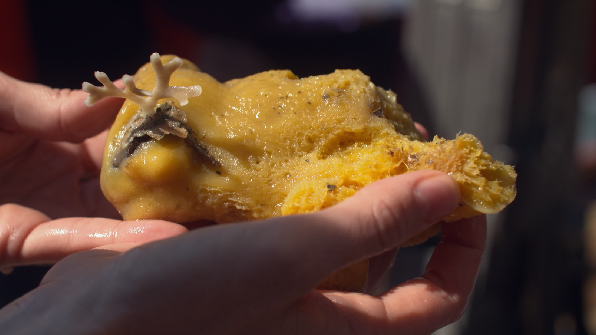 Build your own robo-sub to exlore underwarter habitats (with templates) activity