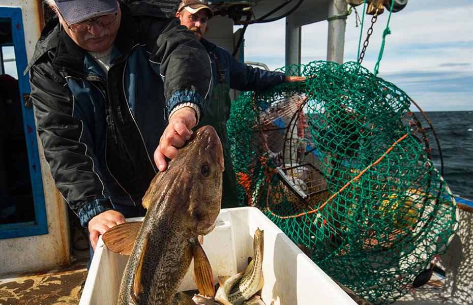 Cod: A species at risk - Exploring the impacts of the fishing industry