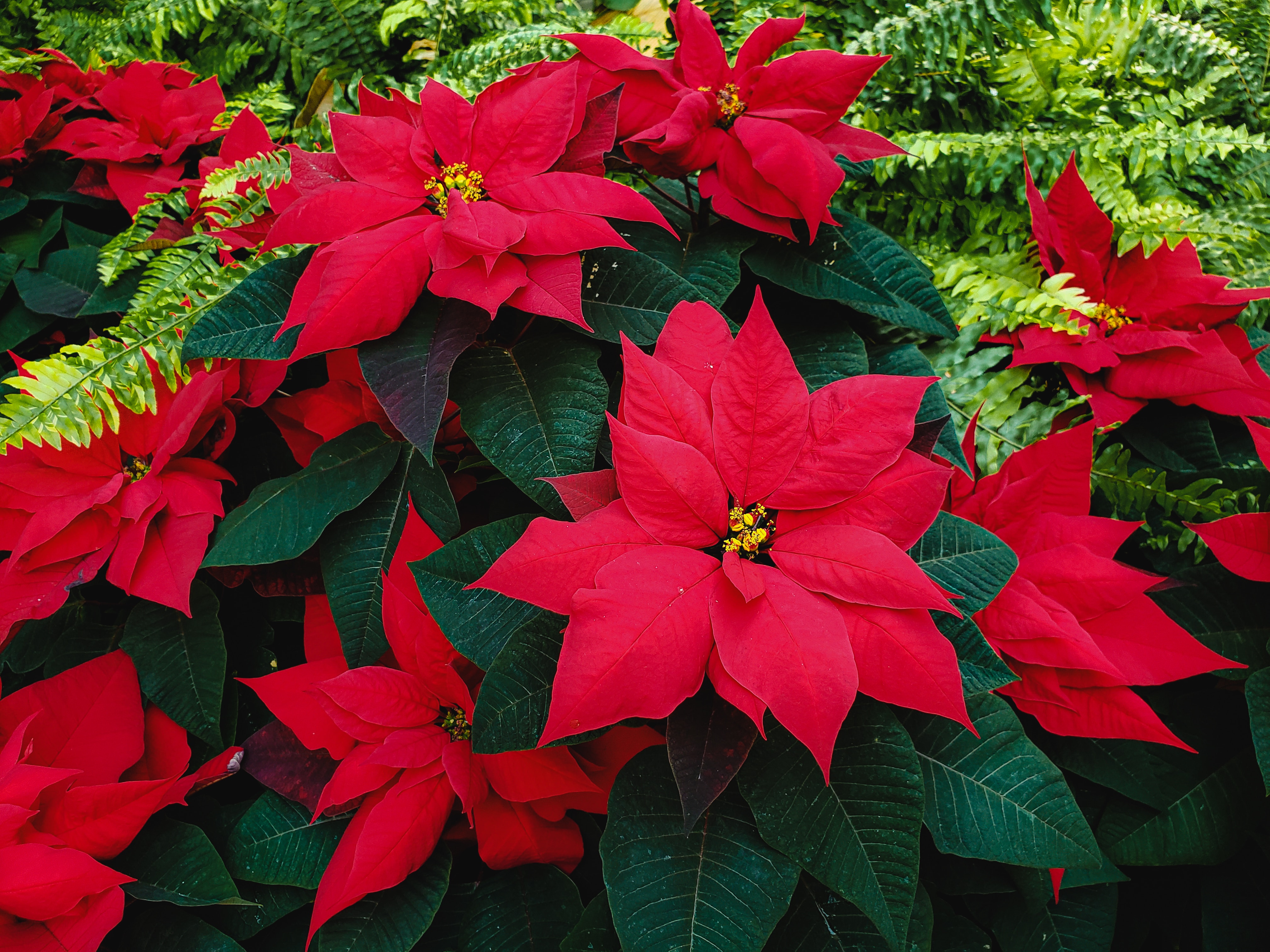 Poinsettia pH paper