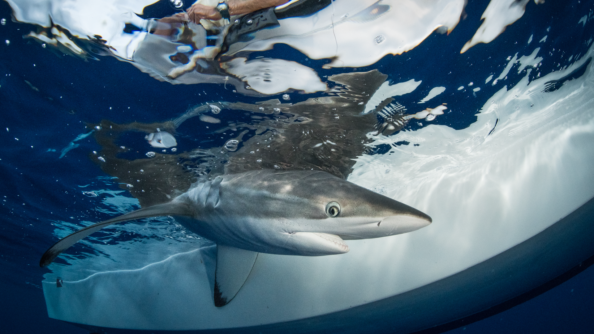 Shark tagging debate activity 