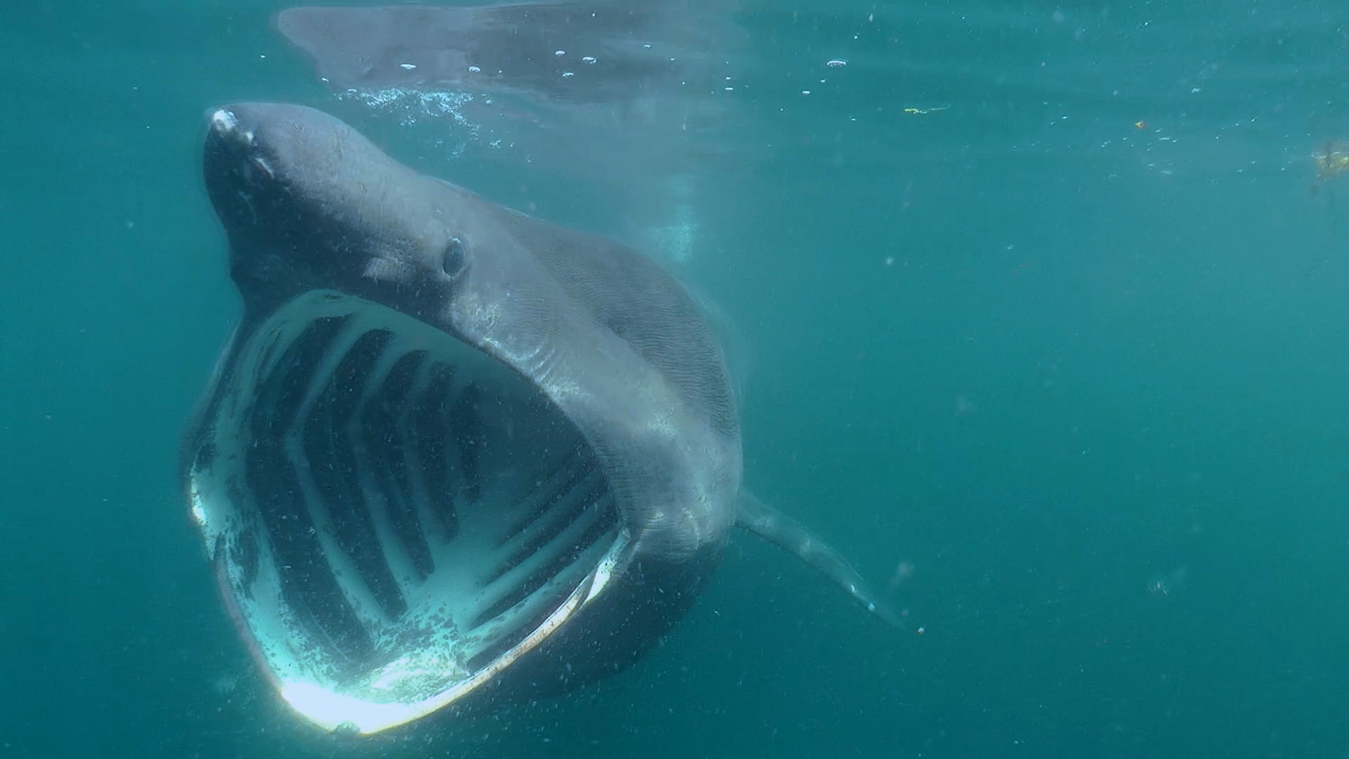 Right whales food chain: Quick knowledge check activity and video