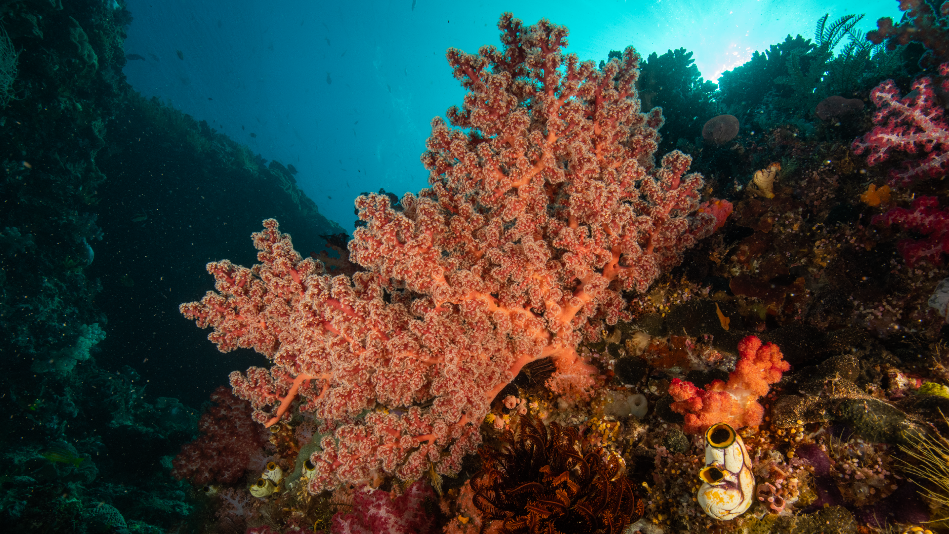 Interpret coral bleaching data: Critical thinking activity