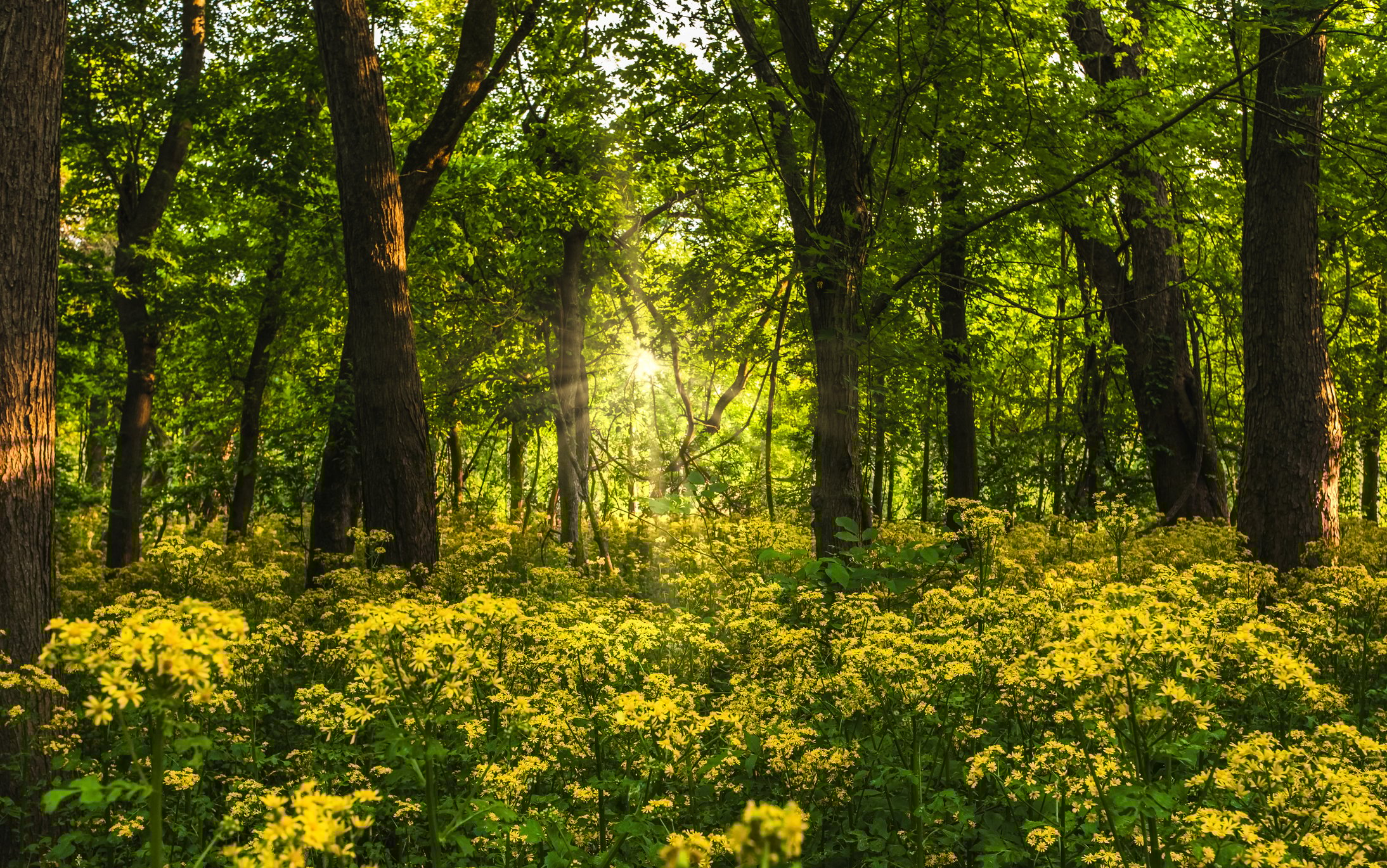 Government Initiatives in Protecting Native Habitat