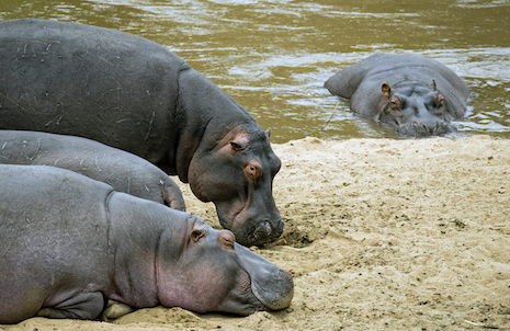 The Hippopotamus
