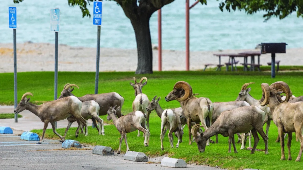 How Climate Change Reduces Biodiversity