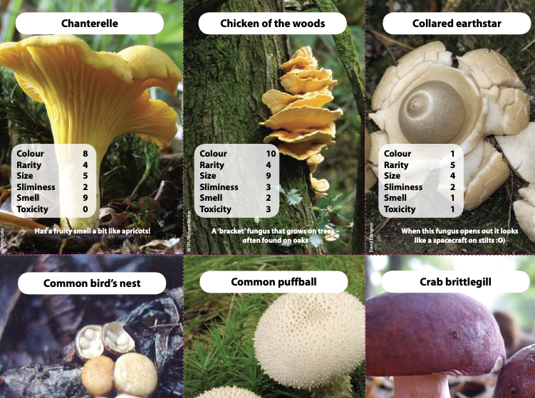 Fungi Trump Cards activity