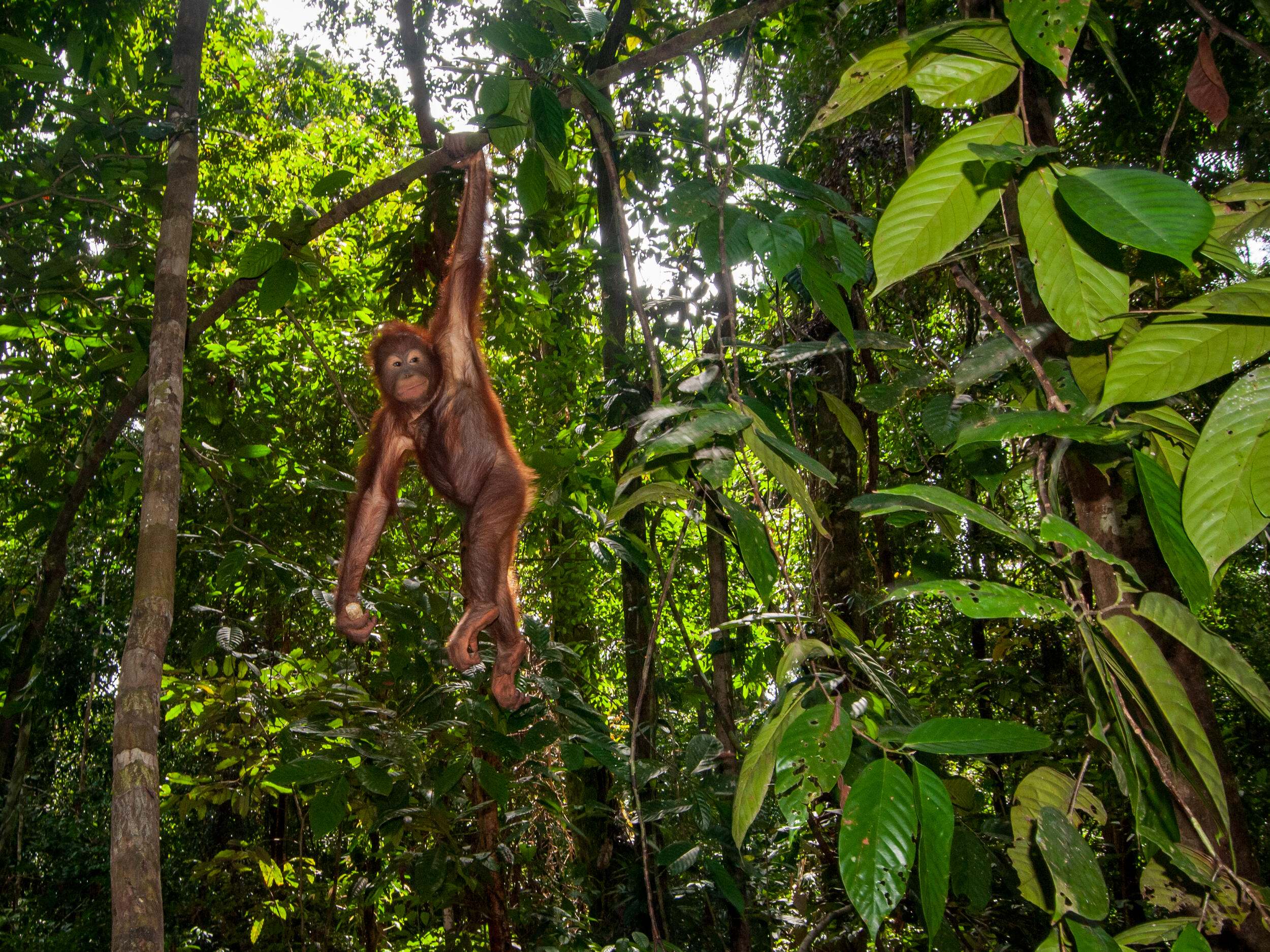 The Incredible Power of Forests