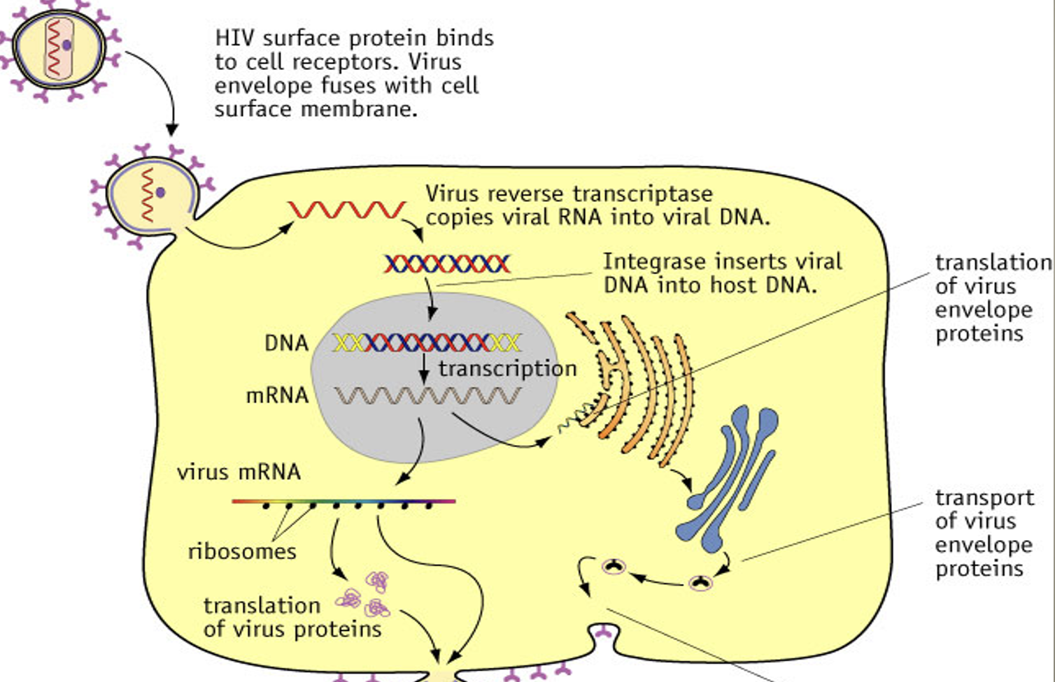 HIV & AIDS