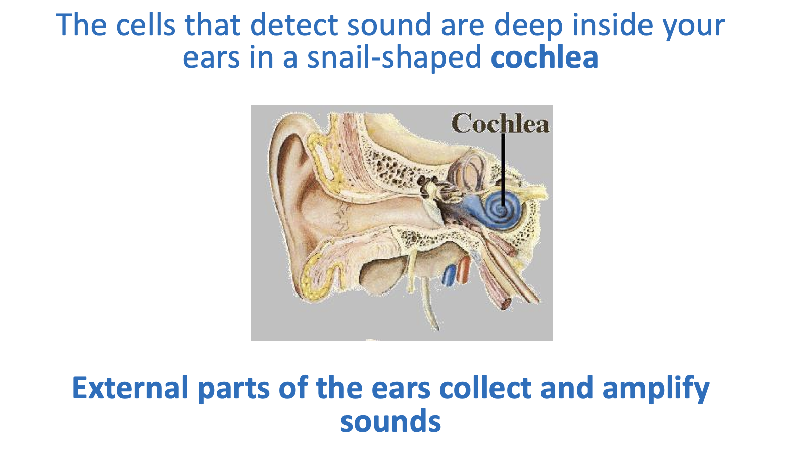 how it works: visual aids and hearing aids
