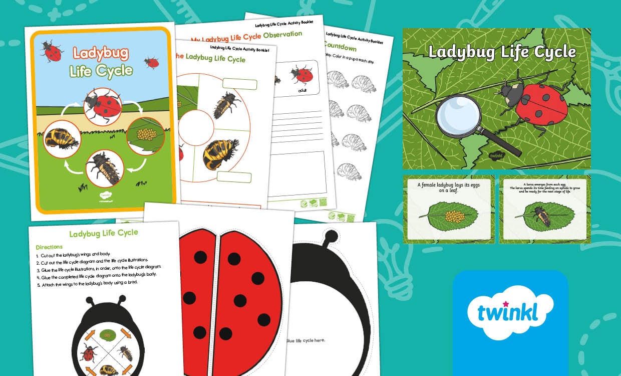 Ladybug Life Cycle Activities for K–2nd Grade