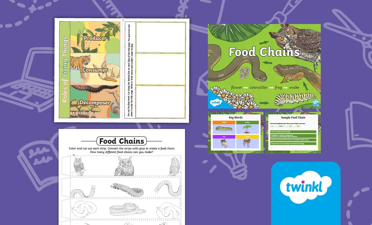 Understanding Food Chains: Interactive Resources for 3rd–5th Grade