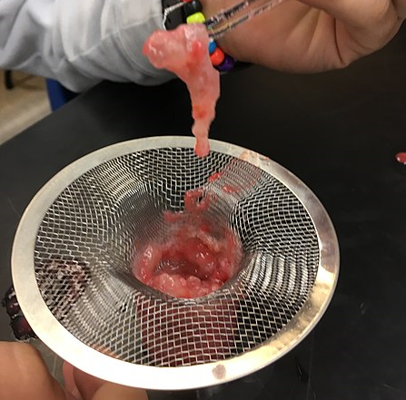strawberry dna extraction example