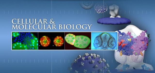 Compartmentalization in eukaryotic cell 