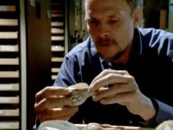 The Mussel: A Not So Typical Mollusc