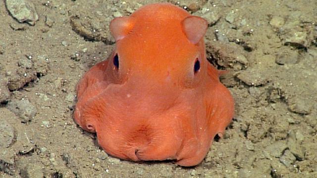 Cephalopod Diversity Playlist