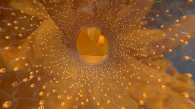 Video: Why Do Corals Bleach?