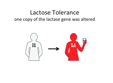 ‪You Can’t Always Get What You Want: A Lesson in Human Evolution‬