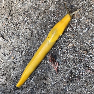 Lesson Plan: What Are You Up To?