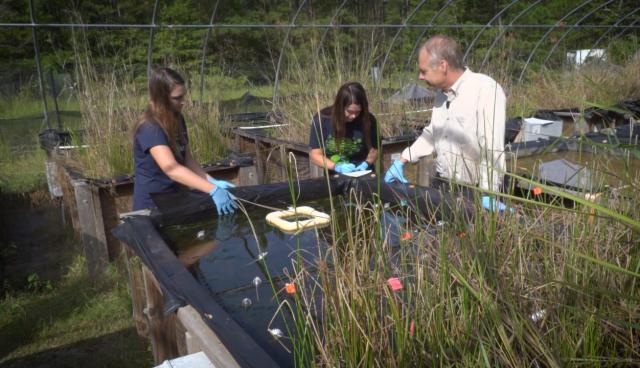 Science Nation 280: Investigating the impact of natural and human-made nanomaterials on living things