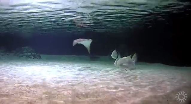 Live Shark Cam (Lagoon View) | California Academy of Sciences