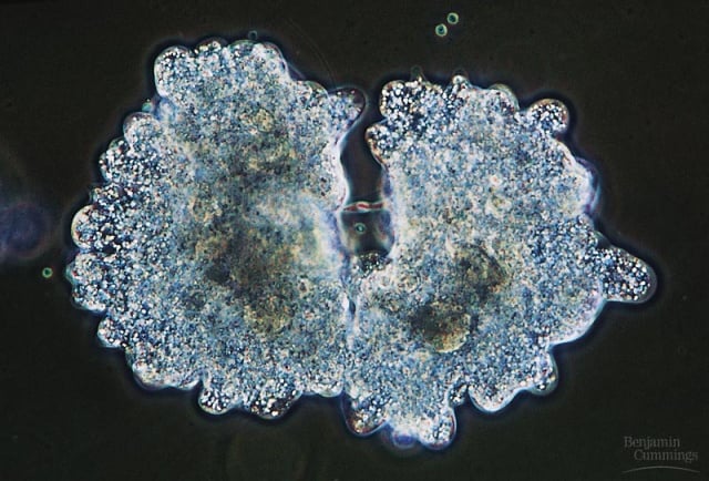 Mitosis Hyperdoc Template