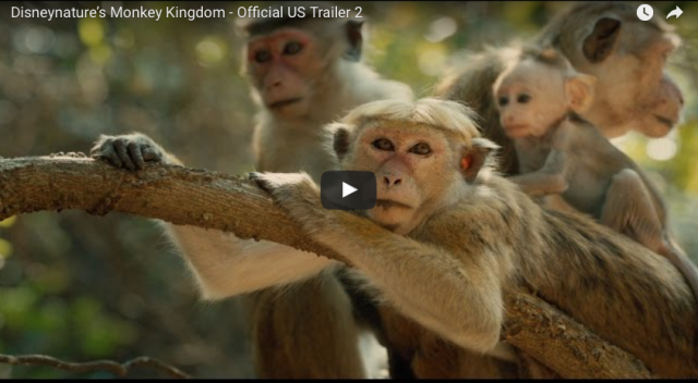 Monkey Kingdom - Official US Trailer 2