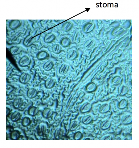 Stomata Printing: Microscope Investigation