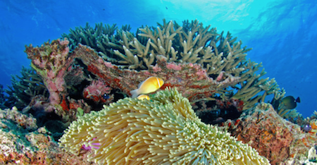 Coral Reef Habitat Match