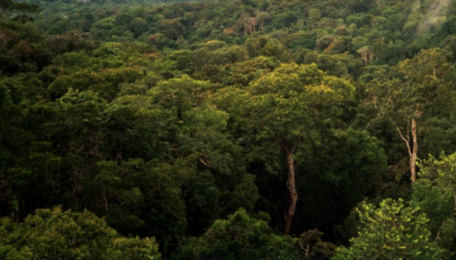 The Future of the Amazon Conference