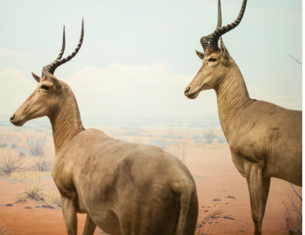 Lesson Plan: Am I Taller than an Antelope?